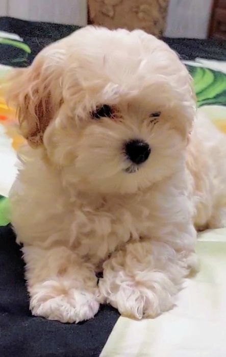 Девочки мальтипу ф1.