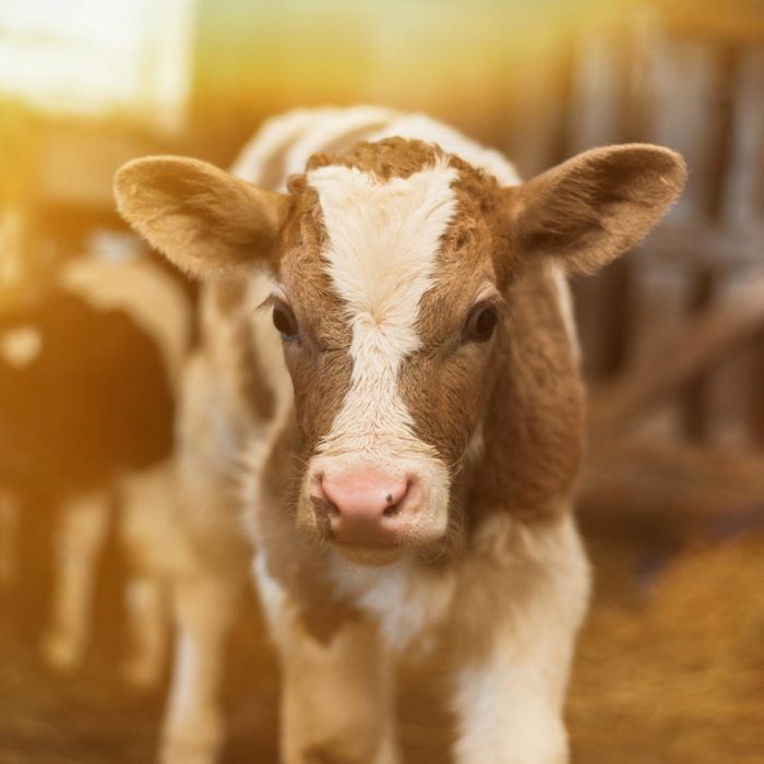 Szukasz pomocy na gospodarstwie? Dostępny po 15:00 i w weekendy