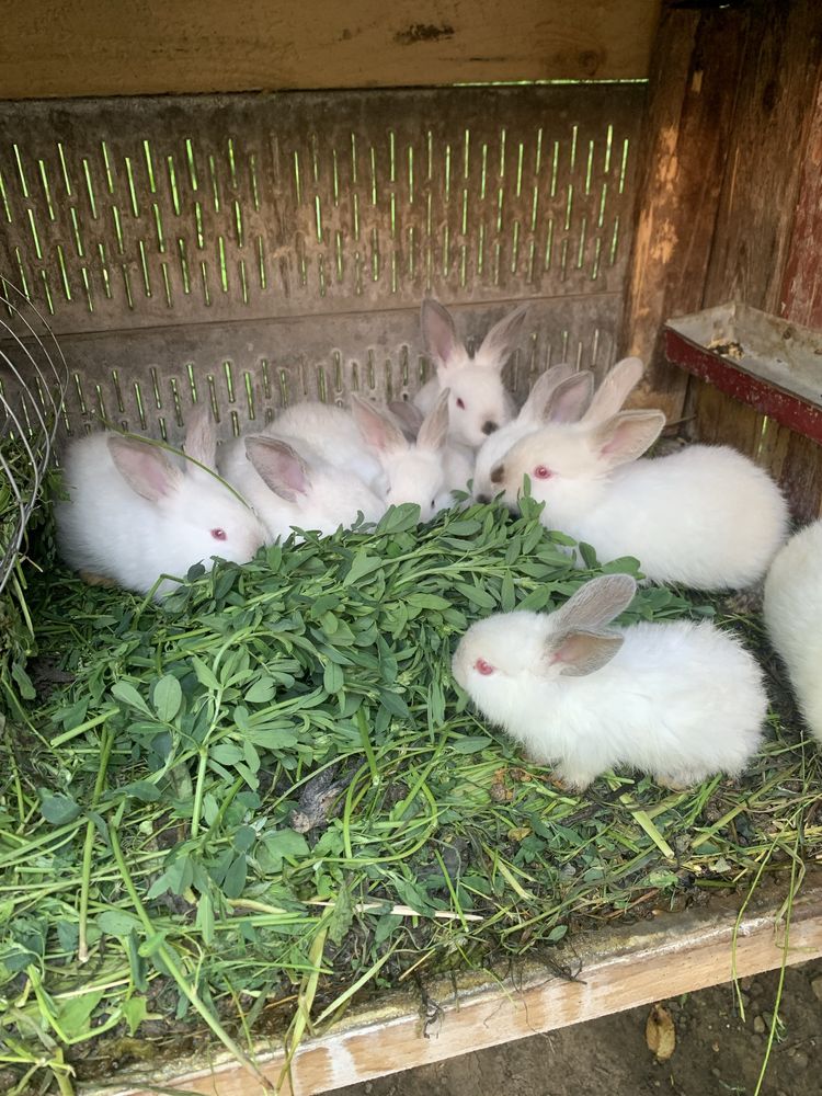 Продам чистокровних каліфорніїців