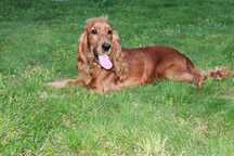 cocker spaniel piesek