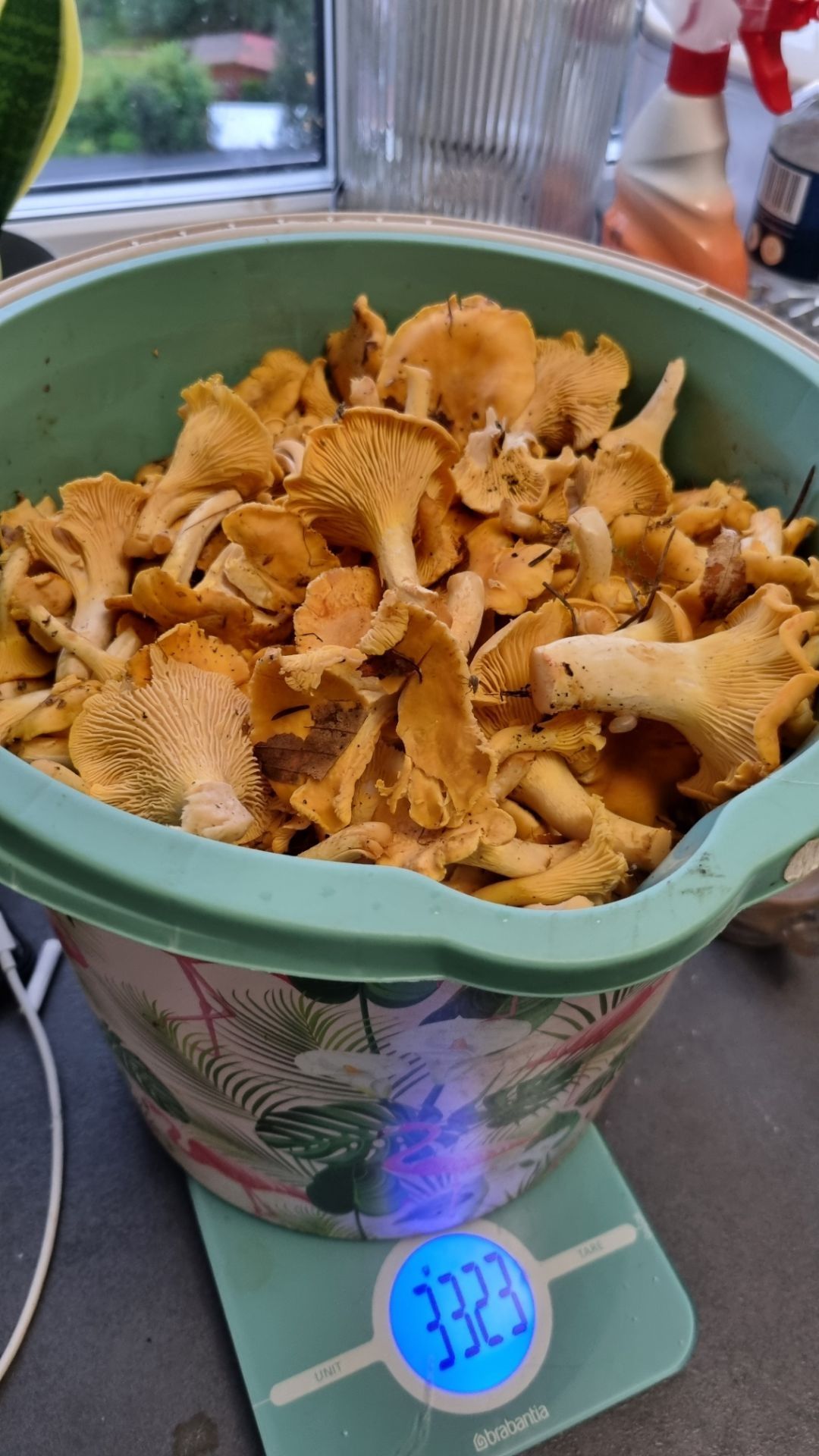 Świeże kurki 7 kg