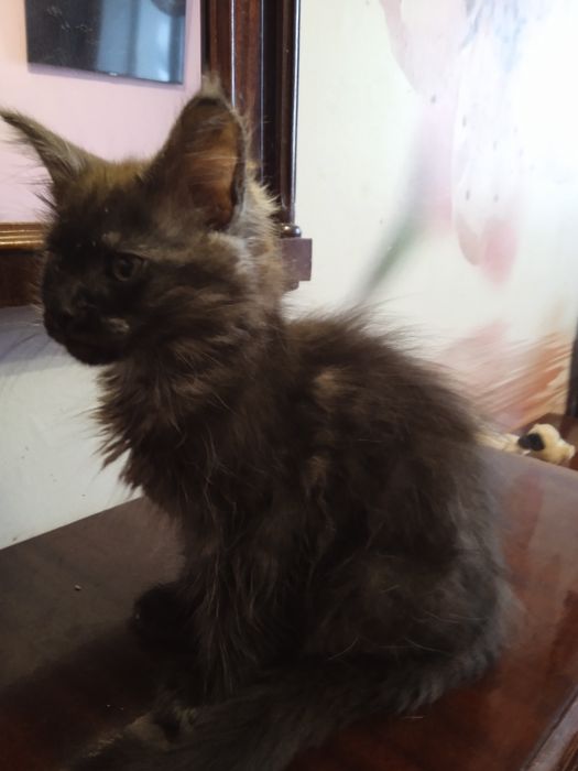 Гарненький двохмісячниймейн кунчик