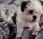 Shih tzu piesek , szczenię