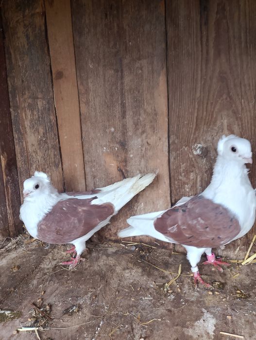 Sprzedam gołębie mewki