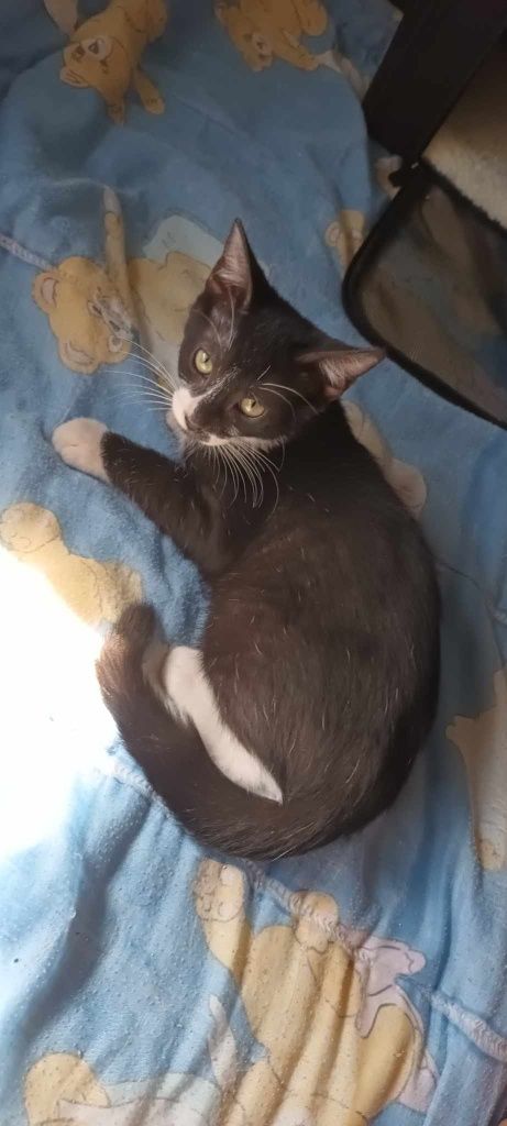 Gatinhos bebés para adoção