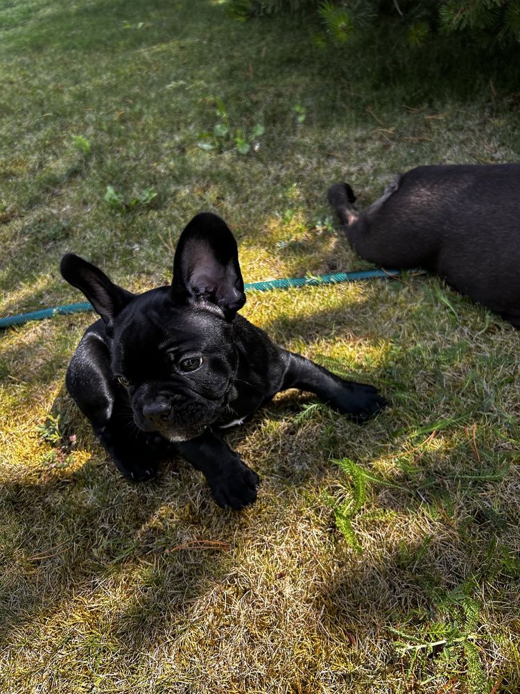 Buldog francuski- piesek
