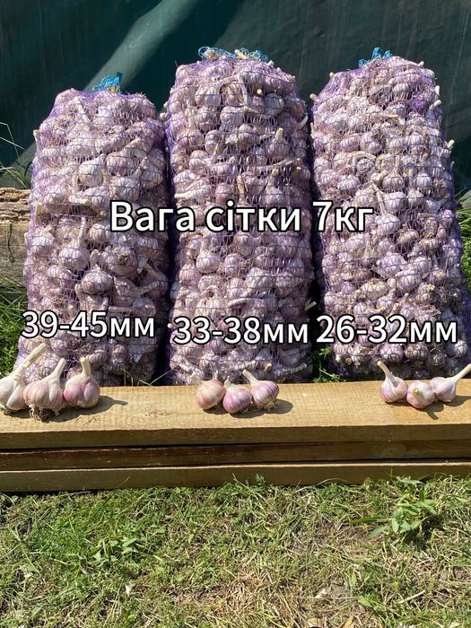 Посадковий Часник озимий Любаша, калібрований 2025 року –  роздріб