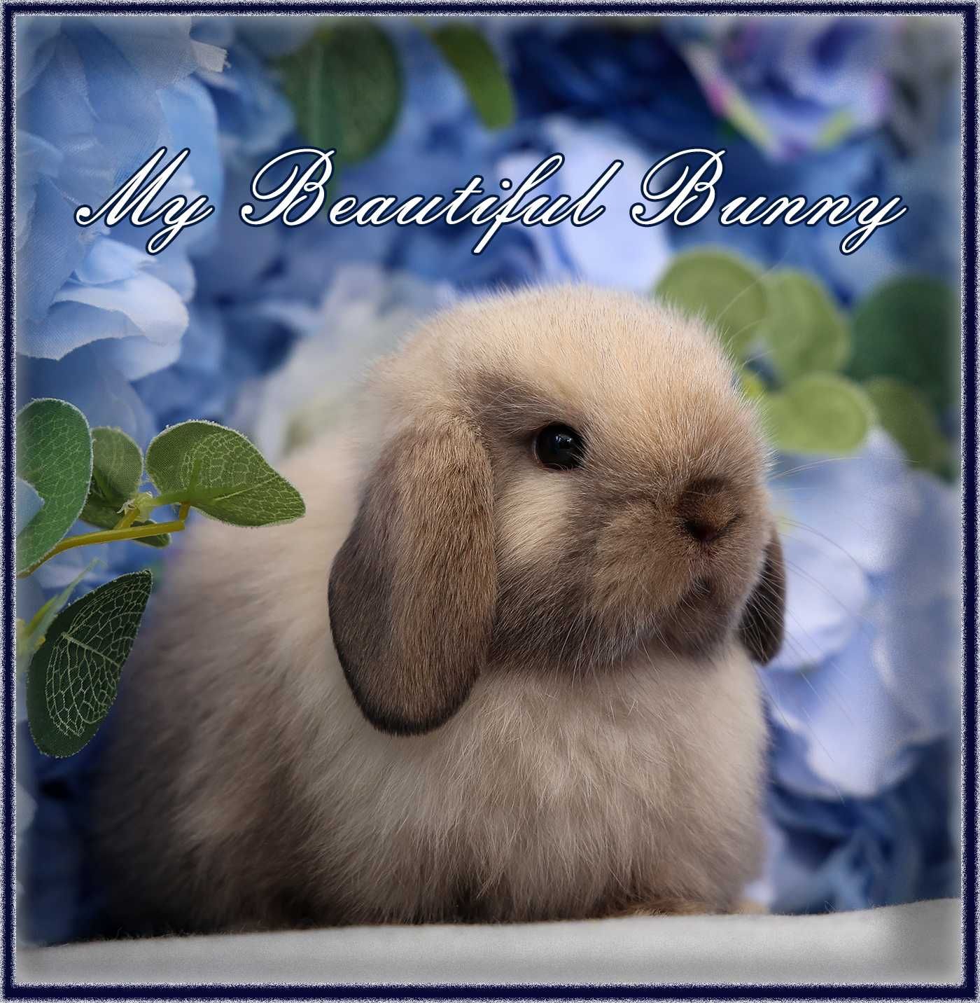 Piękny Młody Królik Mini Lop - Cream