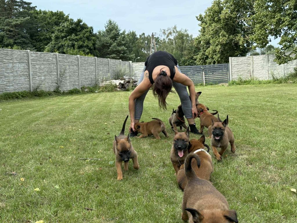 Owczarek belgijski Malinois FCI