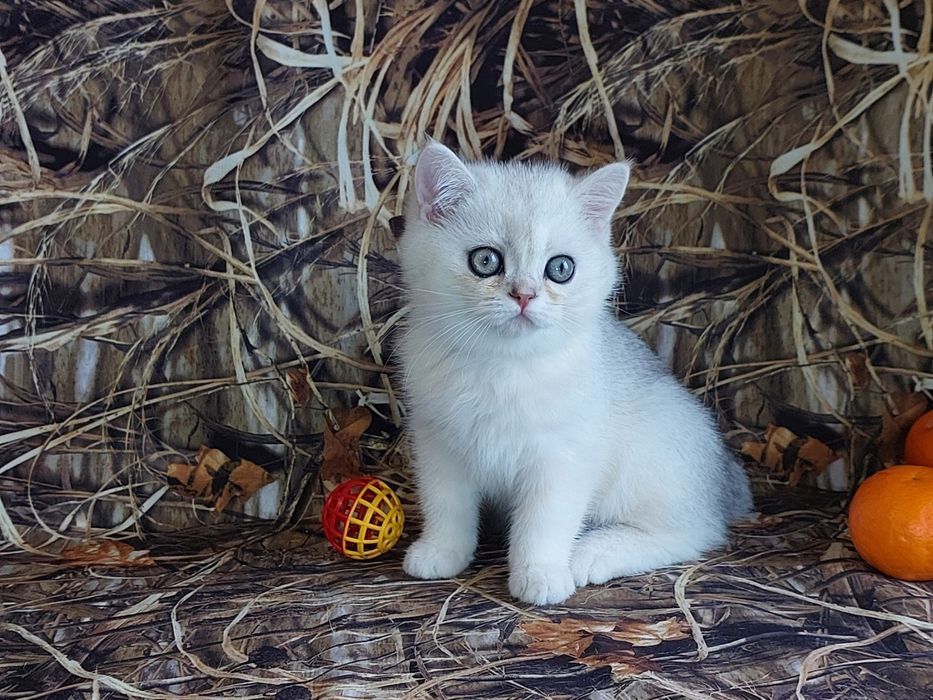 Шотландські плюшеві кошенята