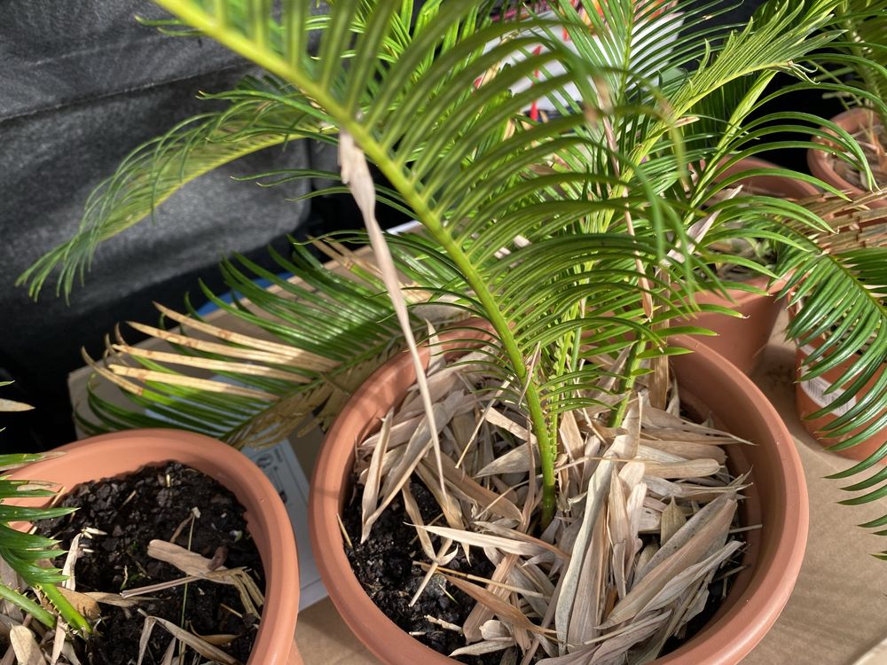 Cycas bonitas em vasos Oportunidade