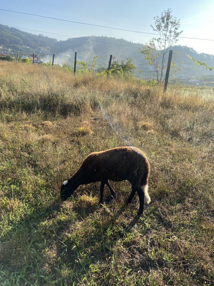 Borrego bragançano
