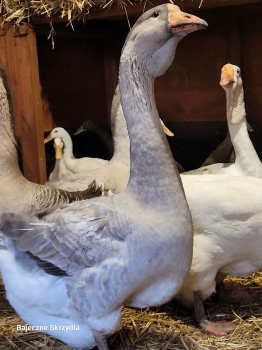 Gęsi chołmogory samiec