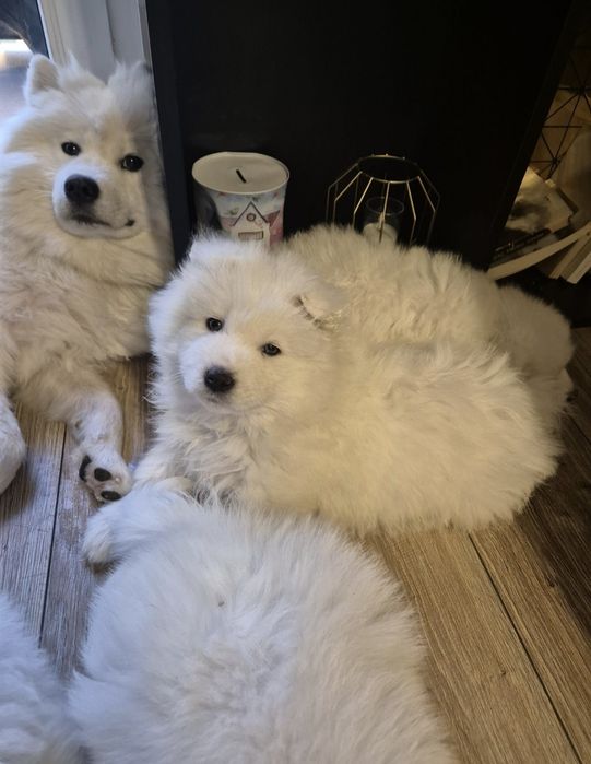 Samoyed bialy piesek