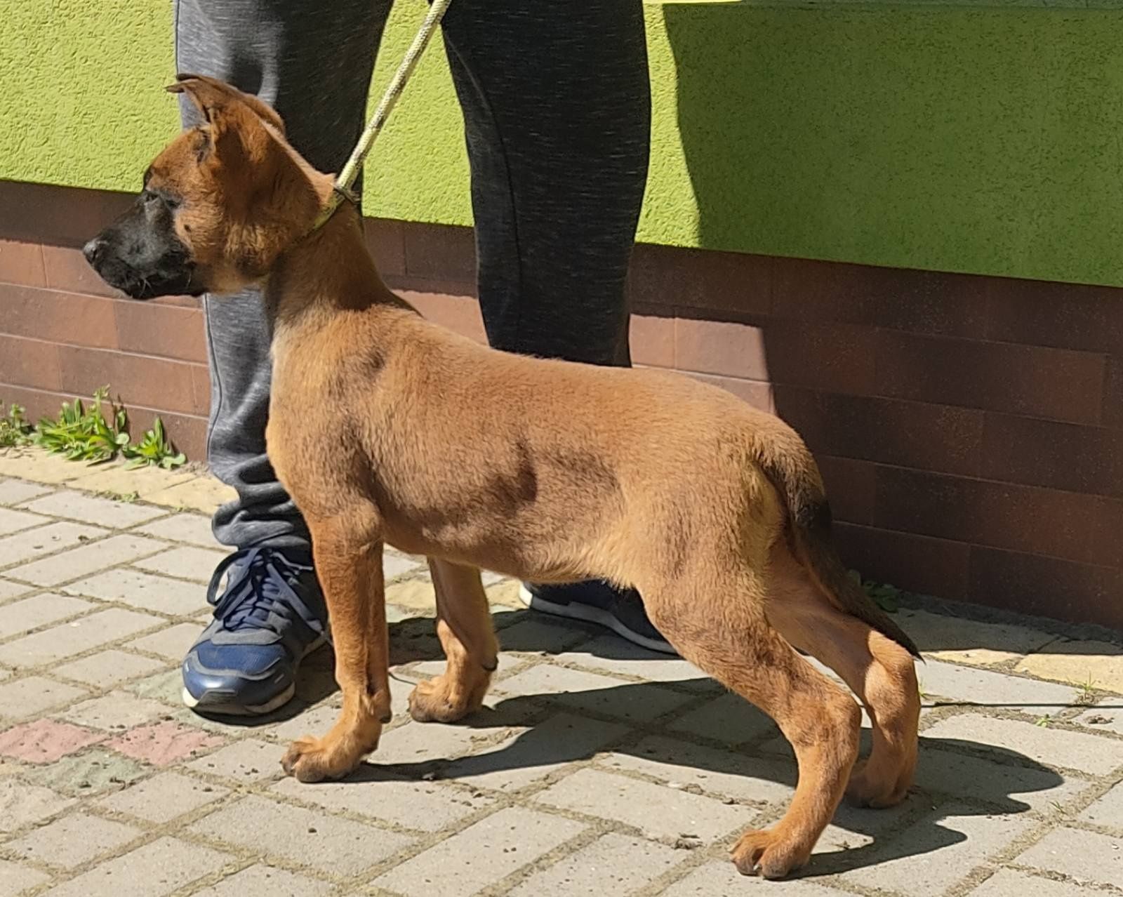 Цуценята Бельгійської Вівчарки