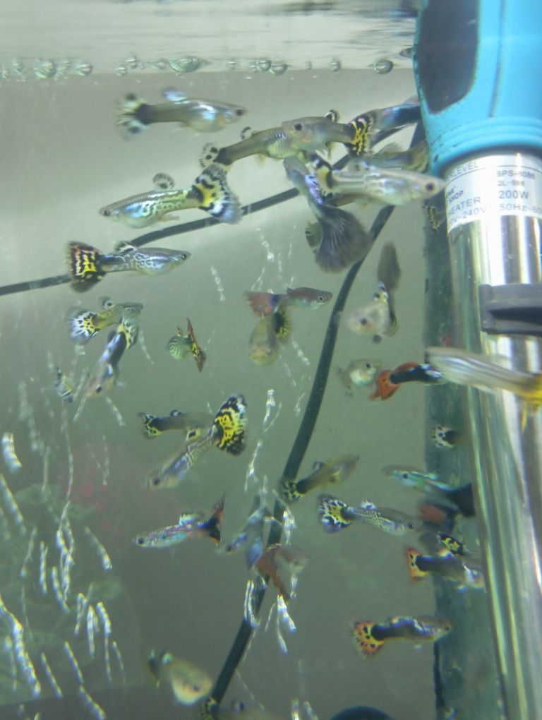 Guppys e Mollys Gold Black