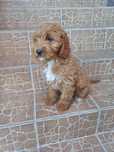 Cockapoo suczka Hybryda f1