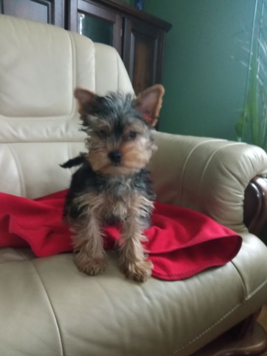 Yorkshire terrier - piesek