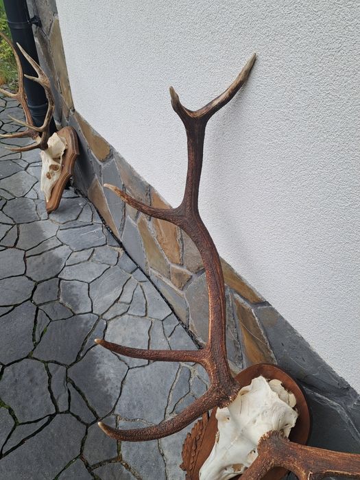 Rogi wieniec poroże zrzuty