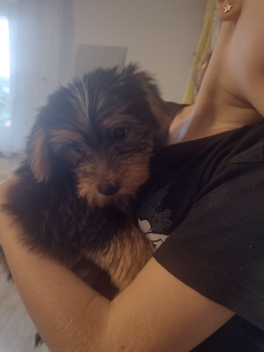 Yorkshire terrier. York suczka