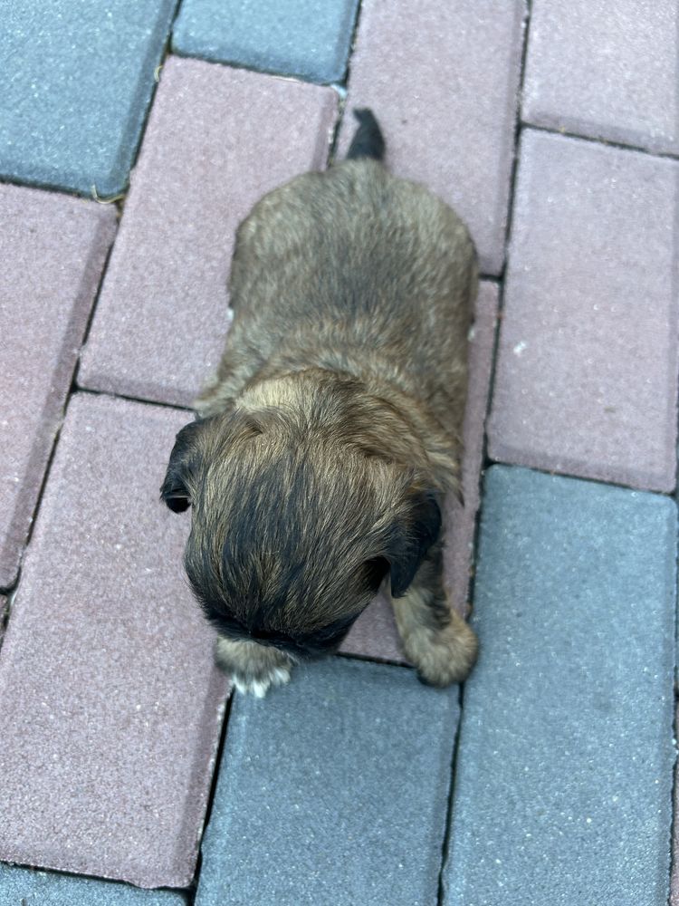 Shih tzu         .