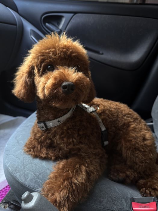 Мальтипу F2 6 місяців