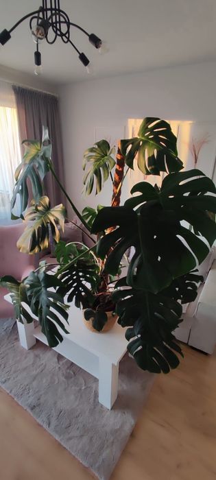 Monstera Deliciosa