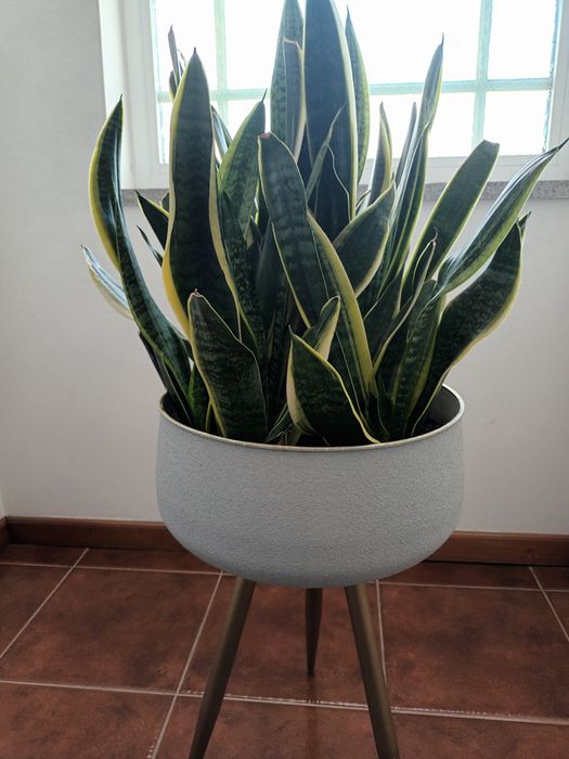 Vaso /  floreira