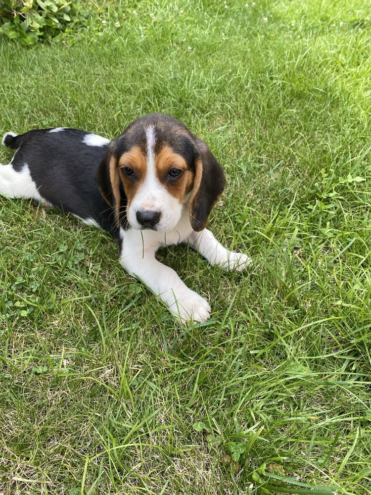 Beagle  macho tricolor Top