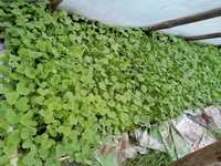 Sadzonki ogórków gruntowych odmiany Soplica