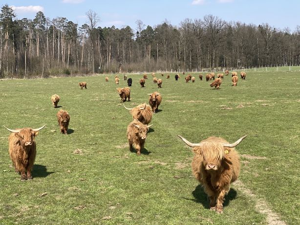Szkockie bydło Highland Cattle