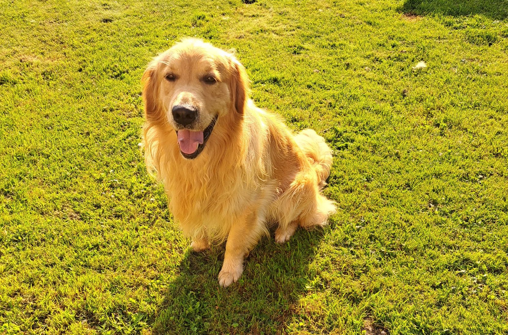 Golden retriever samiec reproduktor ZKWP