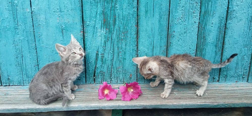 Віддам дорослу кицьку і кота та кошенят, котенята,  в добрі руки