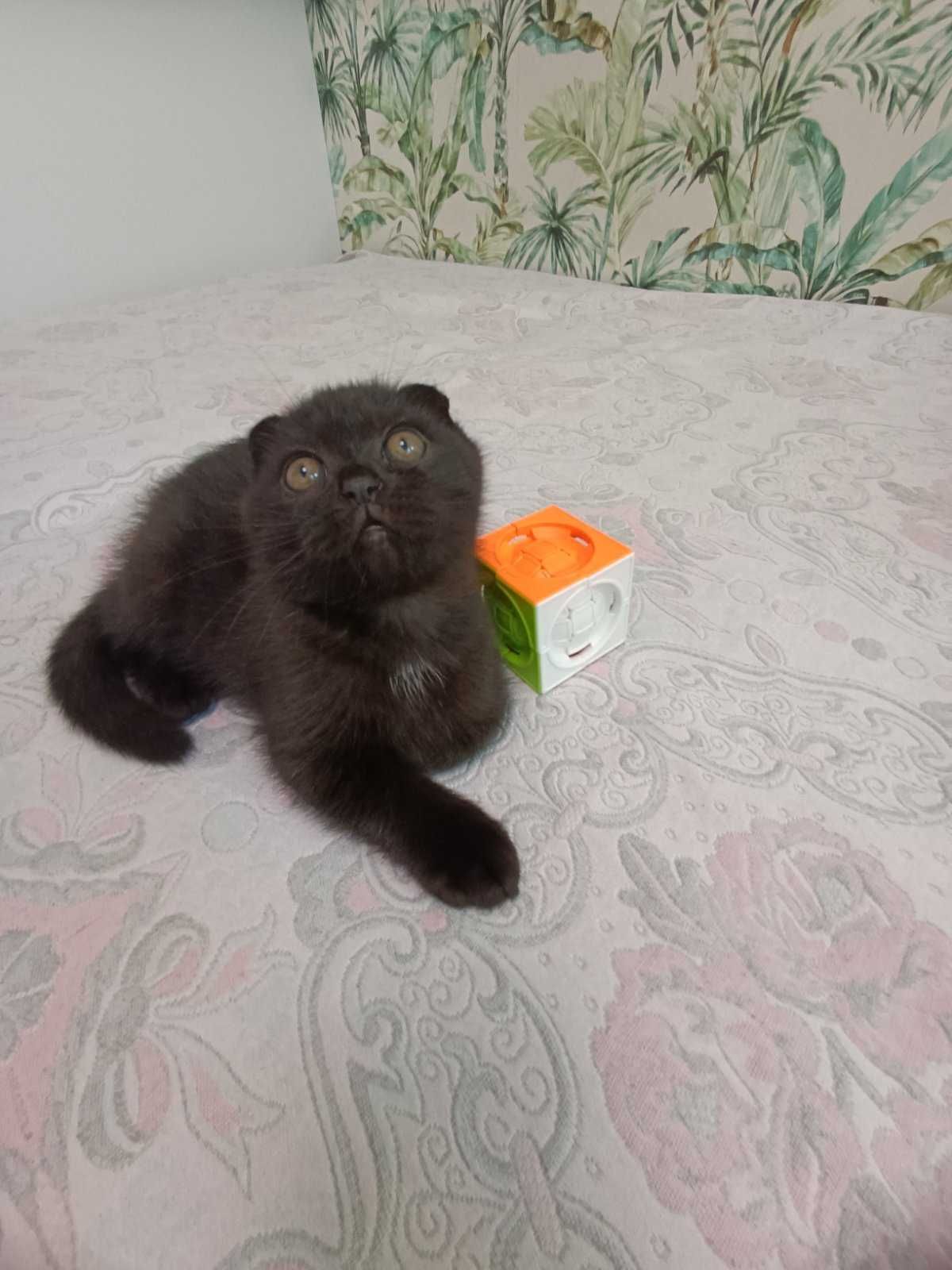 Котик висловухий шотландець. Тройний залом вушок.