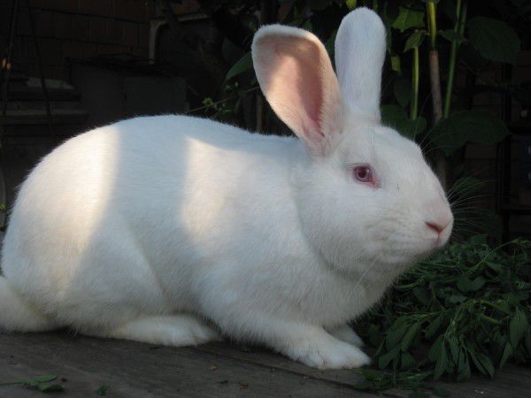 Продам кроликов: Калифорния, Полтавське серебро, Белый паннон.