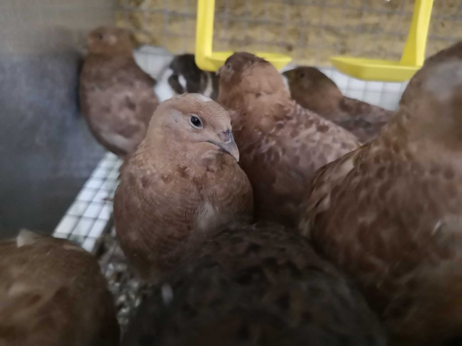 Koguty przepiórki japońskie brojlery