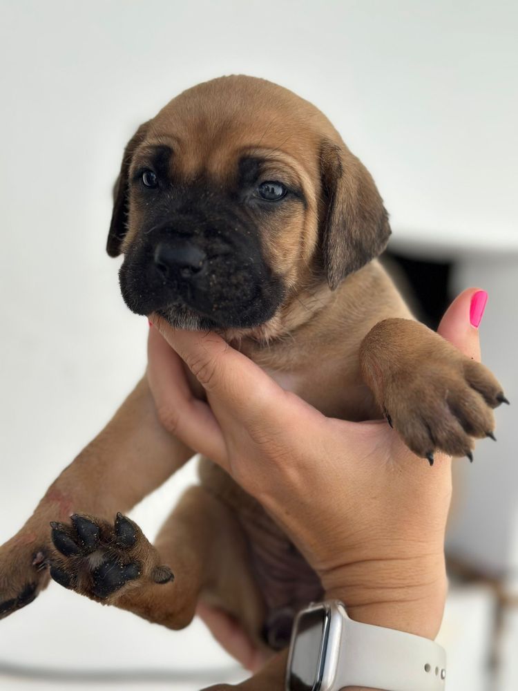 Cane Corso Italiano