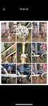 Lote bicicletas corrida raleigh chopper pasteleiras bmx gt