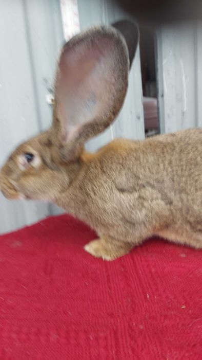 Króliki. Belgijski Olbrzym Szary. Samica z rodowodem.