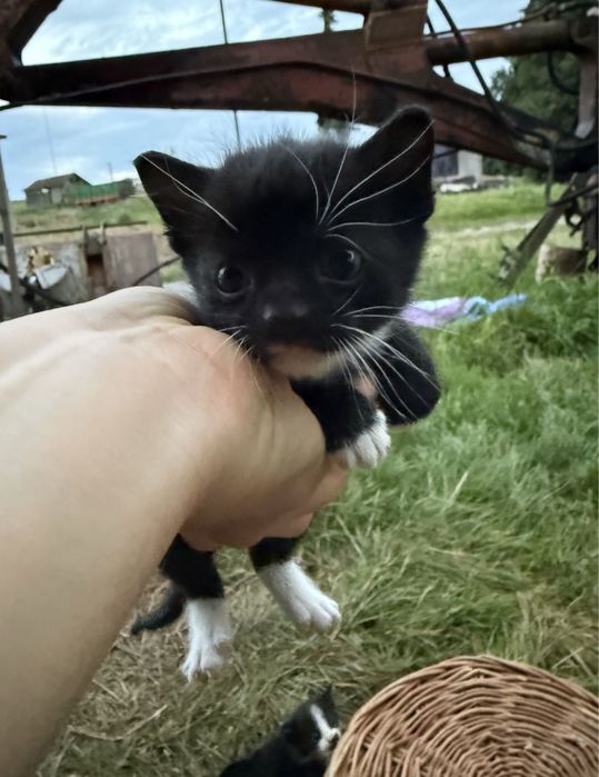 3kotki do adopcji