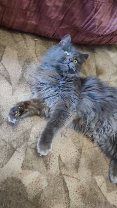 Красуня  шукає сім'ю ,бажано будинок