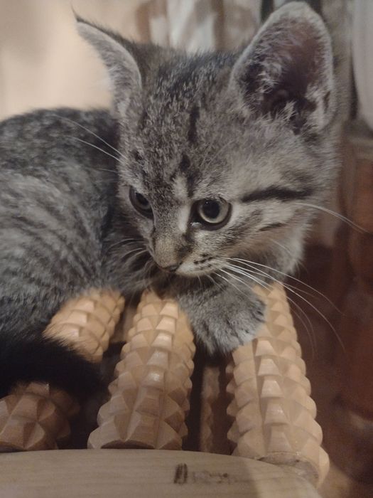 Maluszek ,kocurek,szuka domku.