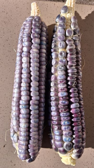 Наміння Різнокольорового попкорну.. Блакитний нефріт. Кукурудза Морадо