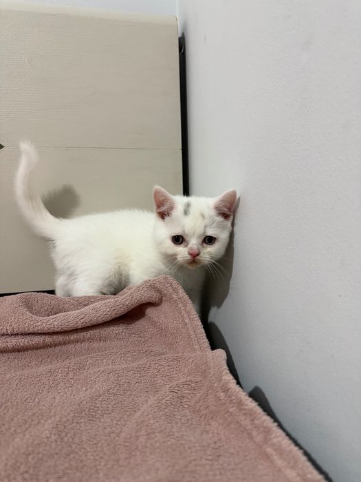 Brytyjskie kotki białe krótkowłose