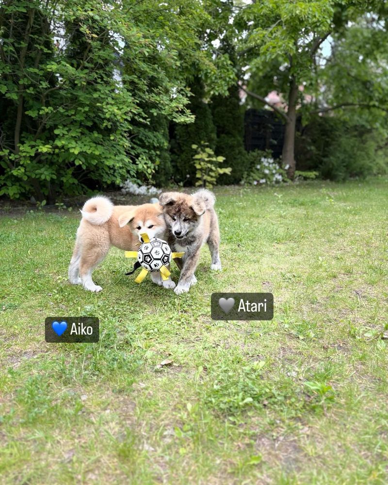 Atari- gotowy do odbioru szczeniak pręgowany piesek Akita Inu ZKwP FCI