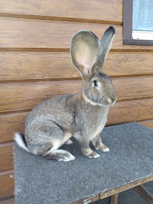 Бельгійські Велетні (Фландр)