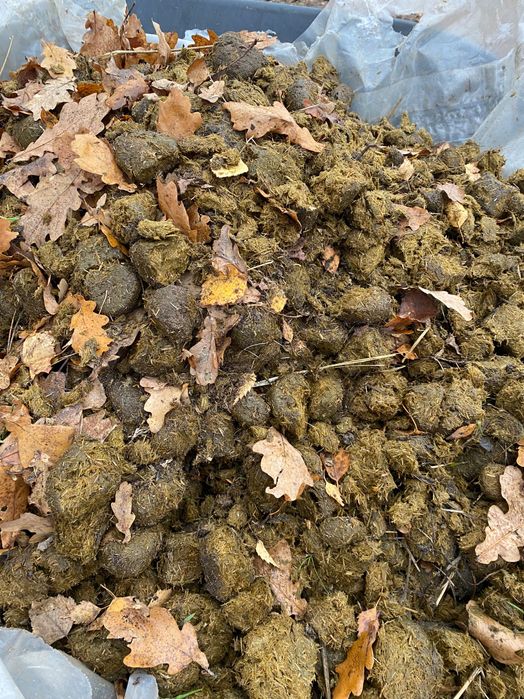 Obornik koński. Czyste kupy na ogródki.