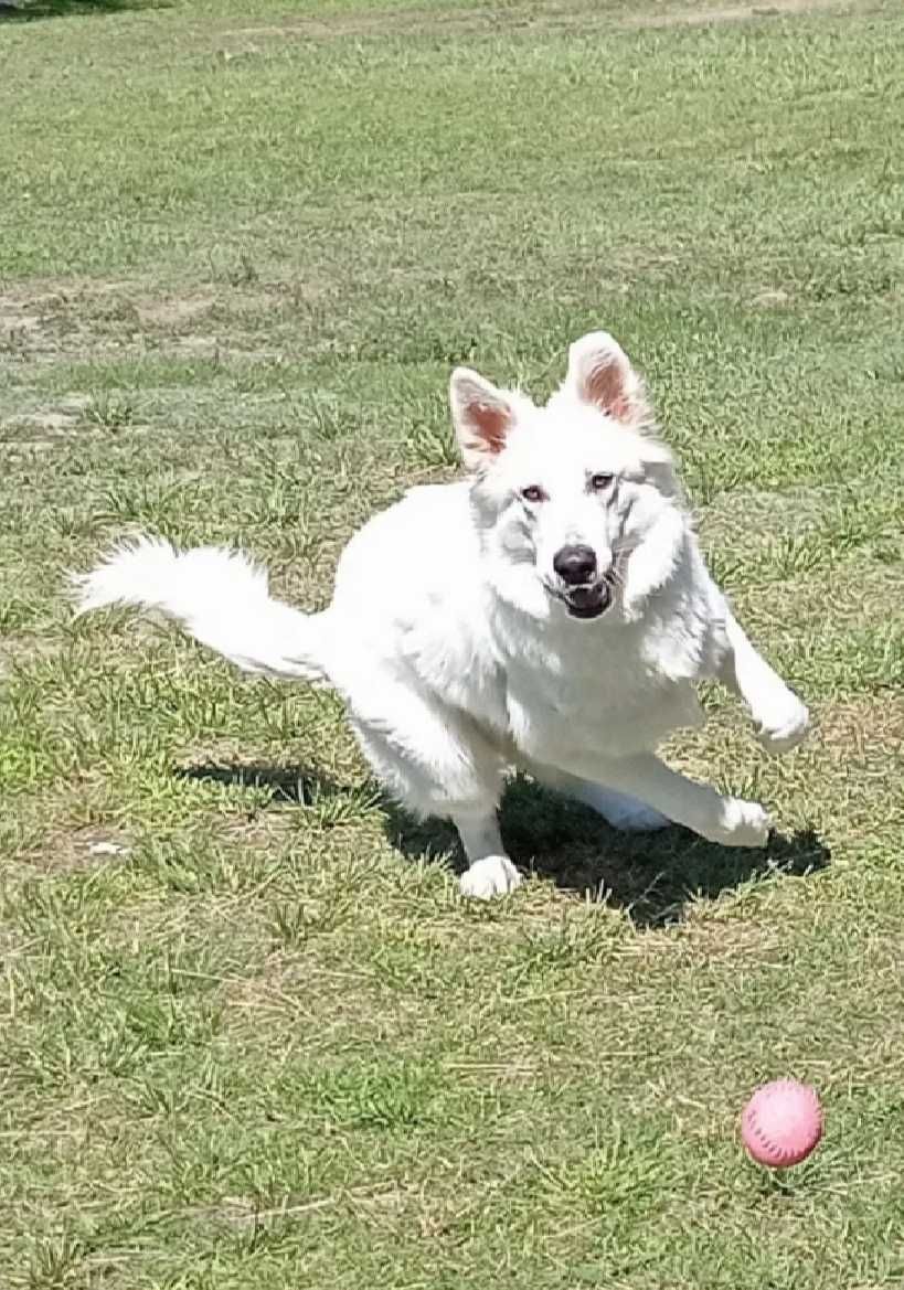 Pastor branco suíço Berger Blanc Suisse