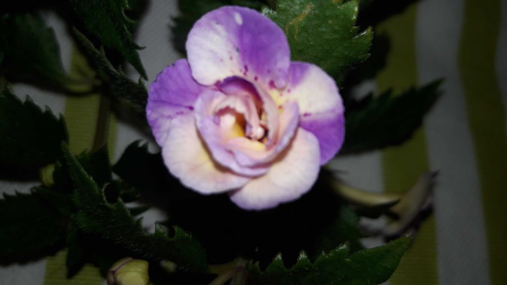 Цветок комнатный ахименес с яркими лиловыми пятнами сортовой махровый