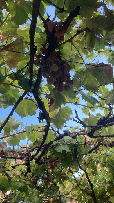 Quarto para arrendar em Paço DArcos, com área de 20m2, mobilado